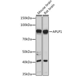 Western Blot - Anti-APLP1 Antibody (A15404) - Antibodies.com