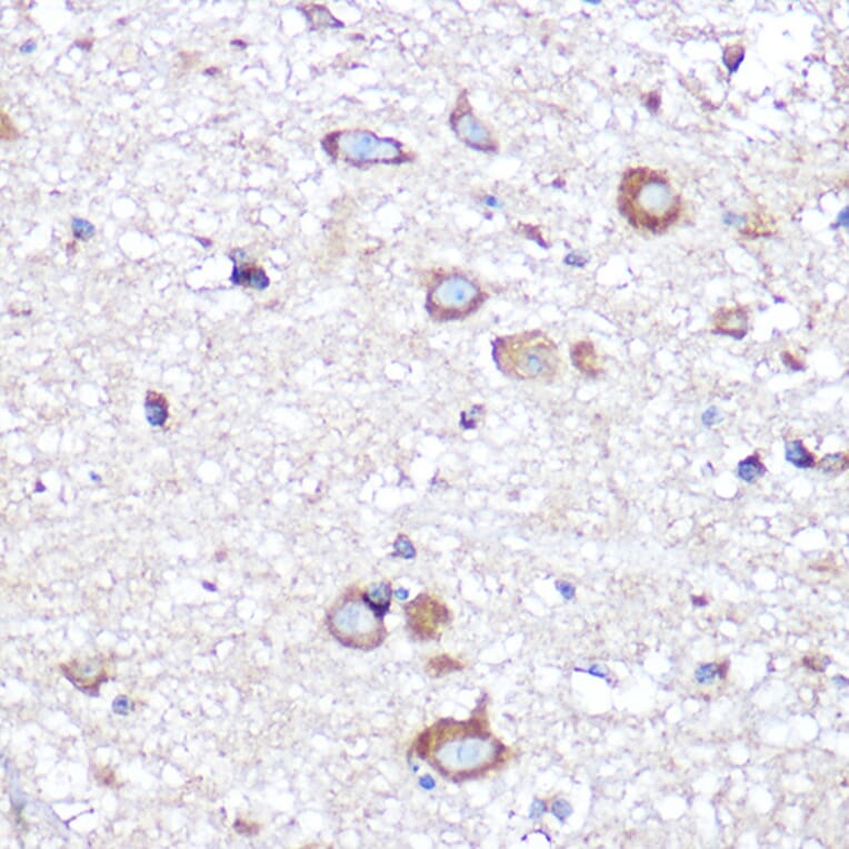 Immunohistochemistry - Anti-APLP1 Antibody (A15404) - Antibodies.com