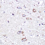 Immunohistochemistry - Anti-APLP1 Antibody (A15404) - Antibodies.com