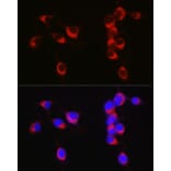 Immunofluorescence - Anti-APLP1 Antibody (A15404) - Antibodies.com