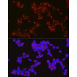 Immunofluorescence - Anti-APLP1 Antibody (A15404) - Antibodies.com