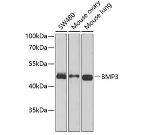 Western Blot - Anti-BMP3 Antibody (A15407) - Antibodies.com
