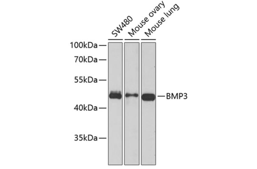 Western Blot - Anti-BMP3 Antibody (A15407) - Antibodies.com
