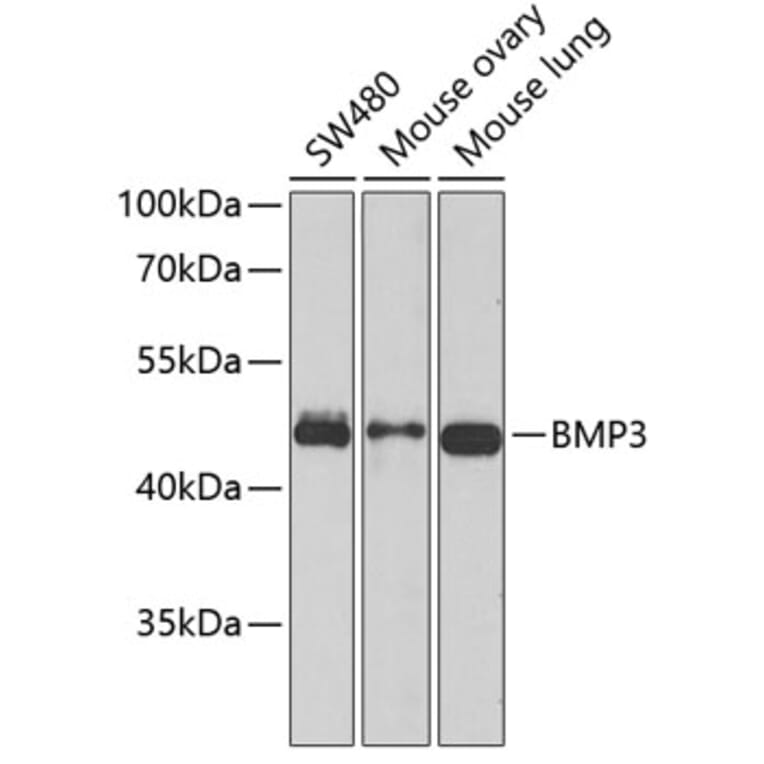 Western Blot - Anti-BMP3 Antibody (A15407) - Antibodies.com