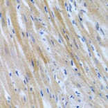 Immunohistochemistry - Anti-BMP3 Antibody (A15407) - Antibodies.com