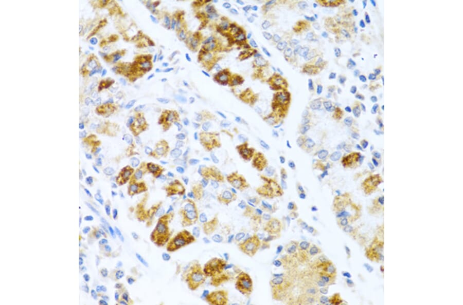 Immunohistochemistry - Anti-BMP3 Antibody (A15407) - Antibodies.com
