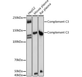 Western Blot - Anti-C3 Antibody (A15408) - Antibodies.com