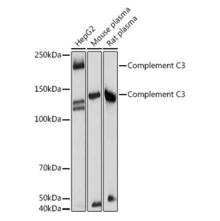 Western Blot - Anti-C3 Antibody (A15408) - Antibodies.com