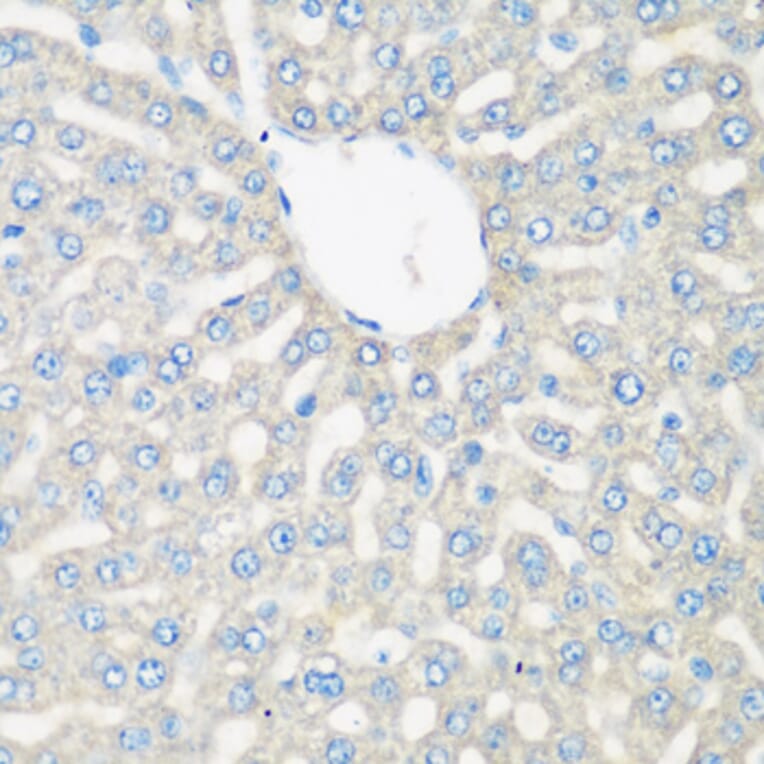 Immunohistochemistry - Anti-C3 Antibody (A15408) - Antibodies.com