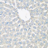 Immunohistochemistry - Anti-C3 Antibody (A15408) - Antibodies.com