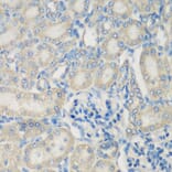 Immunohistochemistry - Anti-C3 Antibody (A15408) - Antibodies.com