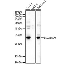 Western Blot - Anti-SLC25A20 Antibody (A15409) - Antibodies.com