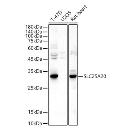 Western Blot - Anti-SLC25A20 Antibody (A15409) - Antibodies.com