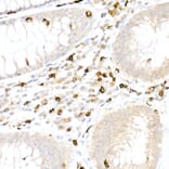 Immunohistochemistry - Anti-CD5 Antibody (A15411) - Antibodies.com