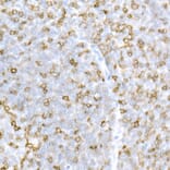 Immunohistochemistry - Anti-CD5 Antibody (A15411) - Antibodies.com