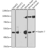 Western Blot - Anti-SEPT7 Antibody (A15412) - Antibodies.com