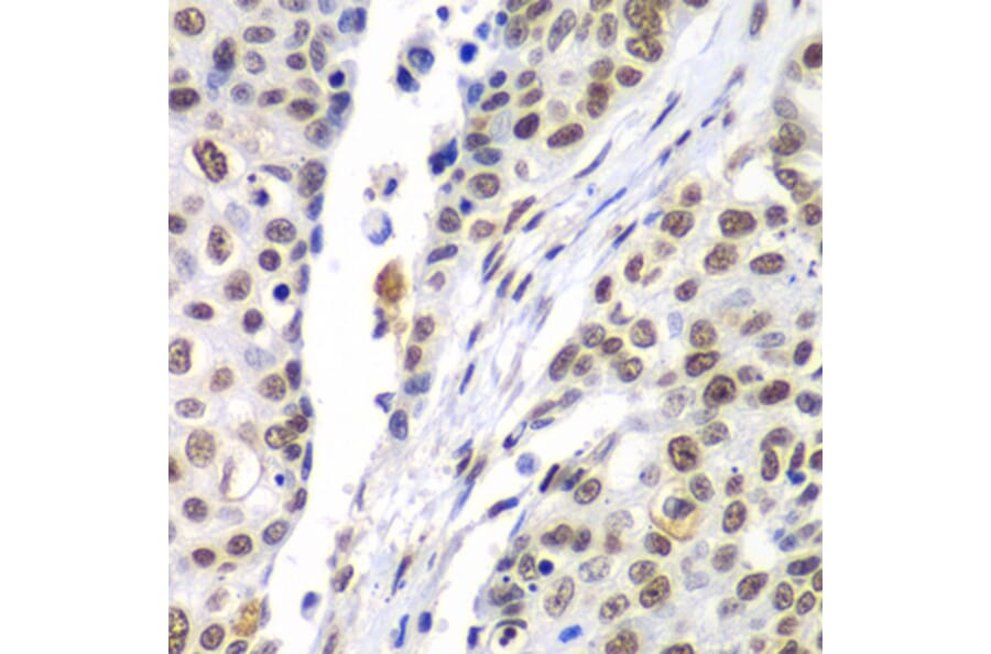 Immunohistochemistry - Anti-SEPT7 Antibody (A15412) - Antibodies.com