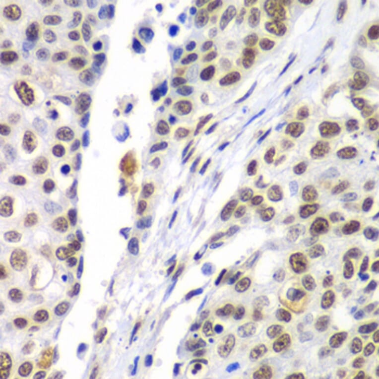 Immunohistochemistry - Anti-SEPT7 Antibody (A15412) - Antibodies.com