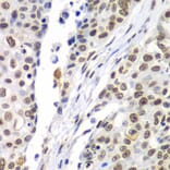 Immunohistochemistry - Anti-SEPT7 Antibody (A15412) - Antibodies.com