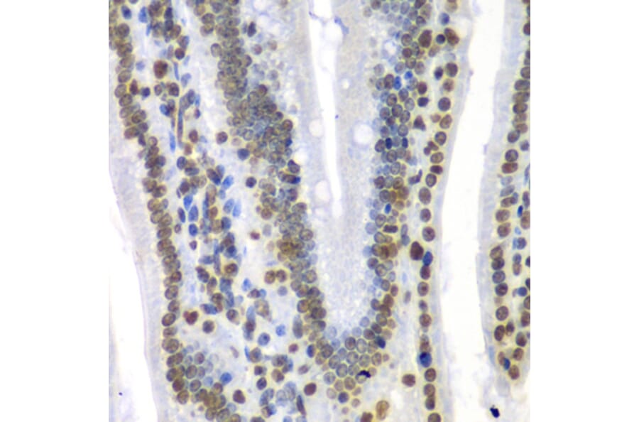 Immunohistochemistry - Anti-SEPT7 Antibody (A15412) - Antibodies.com
