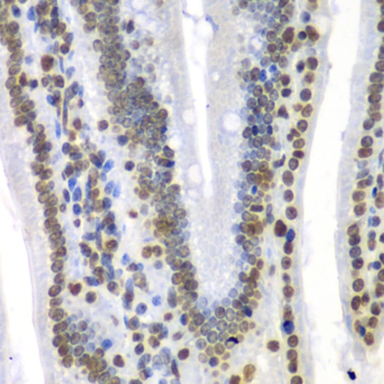 Immunohistochemistry - Anti-SEPT7 Antibody (A15412) - Antibodies.com