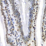 Immunohistochemistry - Anti-SEPT7 Antibody (A15412) - Antibodies.com