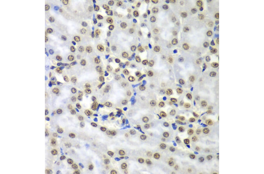 Immunohistochemistry - Anti-SEPT7 Antibody (A15412) - Antibodies.com