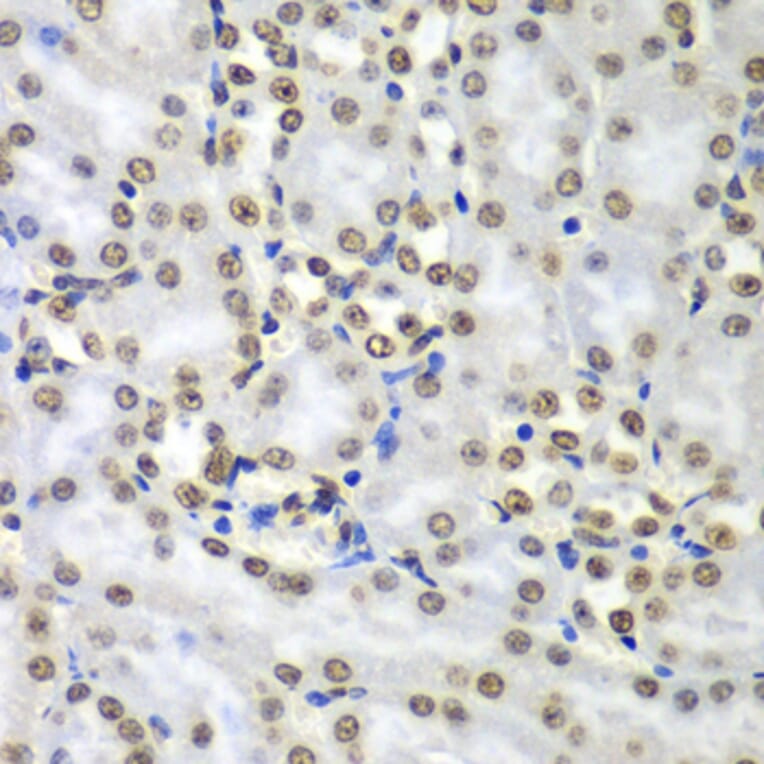 Immunohistochemistry - Anti-SEPT7 Antibody (A15412) - Antibodies.com