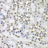 Immunohistochemistry - Anti-SEPT7 Antibody (A15412) - Antibodies.com