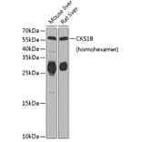 Western Blot - Anti-CKS1B Antibody (A6885) - Antibodies.com