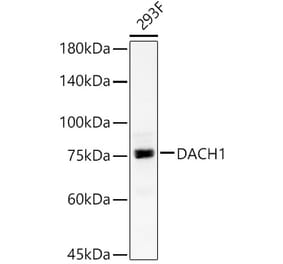 Western Blot - Anti-DACH1 Antibody (A15418) - Antibodies.com