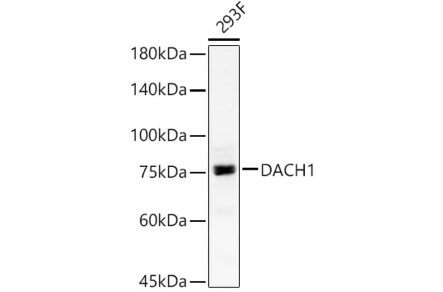 Western Blot - Anti-DACH1 Antibody (A15418) - Antibodies.com