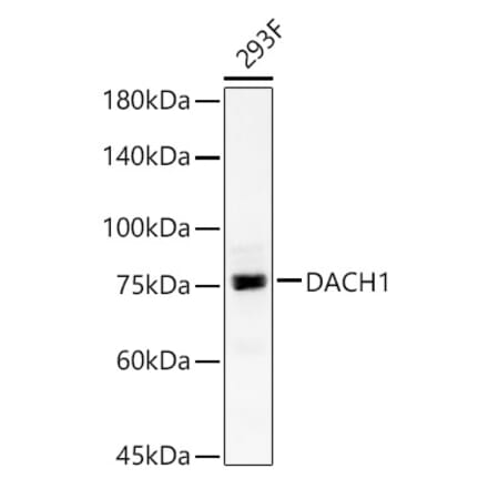 Western Blot - Anti-DACH1 Antibody (A15418) - Antibodies.com