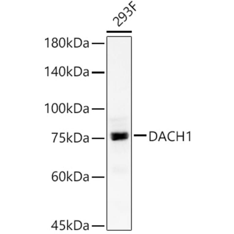 Western Blot - Anti-DACH1 Antibody (A15418) - Antibodies.com