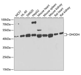 Western Blot - Anti-DHODH Antibody (A15420) - Antibodies.com