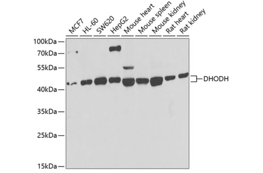 Western Blot - Anti-DHODH Antibody (A15420) - Antibodies.com