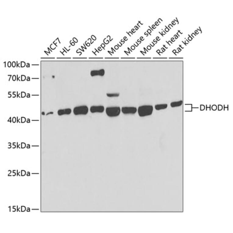 Western Blot - Anti-DHODH Antibody (A15420) - Antibodies.com