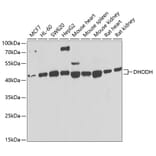 Western Blot - Anti-DHODH Antibody (A15420) - Antibodies.com