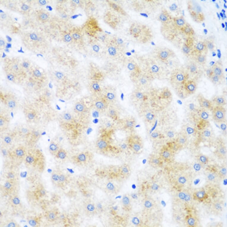 Immunohistochemistry - Anti-DHODH Antibody (A15420) - Antibodies.com