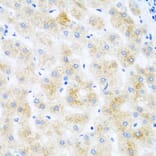 Immunohistochemistry - Anti-DHODH Antibody (A15420) - Antibodies.com