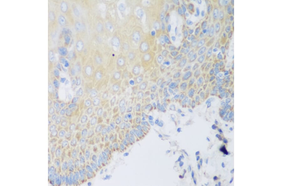 Immunohistochemistry - Anti-DHODH Antibody (A15420) - Antibodies.com