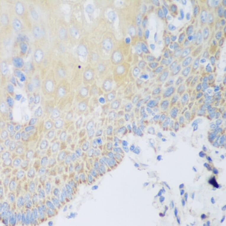 Immunohistochemistry - Anti-DHODH Antibody (A15420) - Antibodies.com