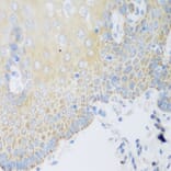 Immunohistochemistry - Anti-DHODH Antibody (A15420) - Antibodies.com