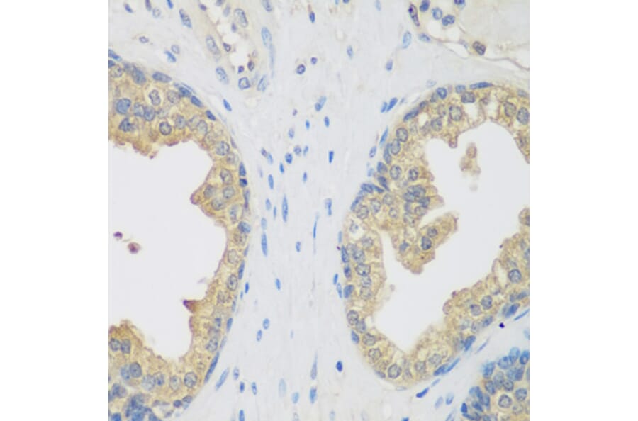 Immunohistochemistry - Anti-ENPEP Antibody (A6905) - Antibodies.com