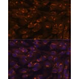 Immunofluorescence - Anti-GALNT2 Antibody (A15424) - Antibodies.com