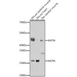 Western Blot - Anti-GDF8/Myostatin Antibody (A15425) - Antibodies.com