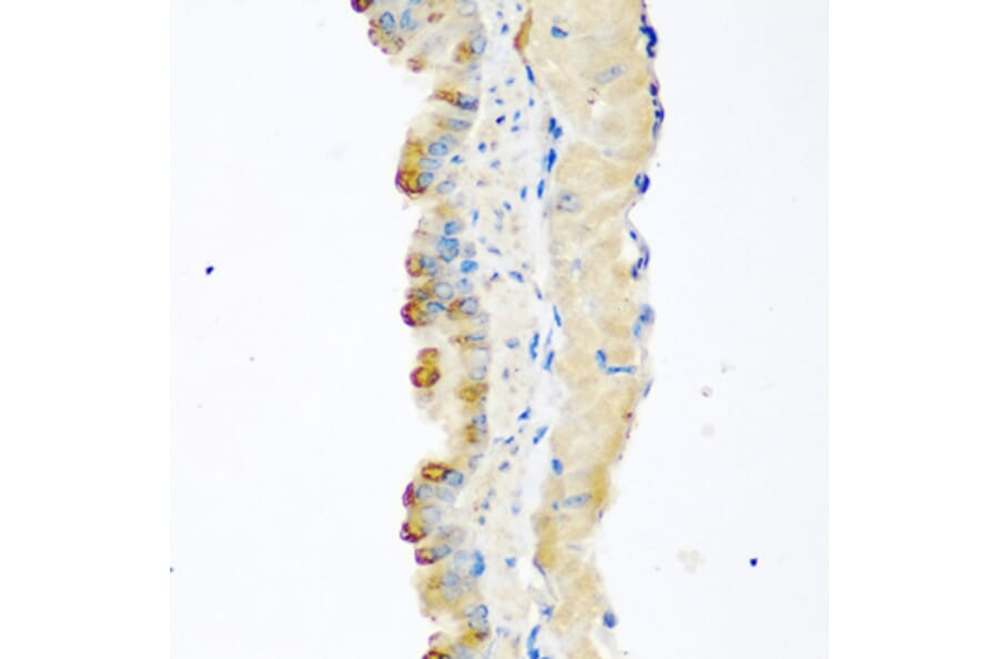 Immunohistochemistry - Anti-GDF8/Myostatin Antibody (A15425) - Antibodies.com