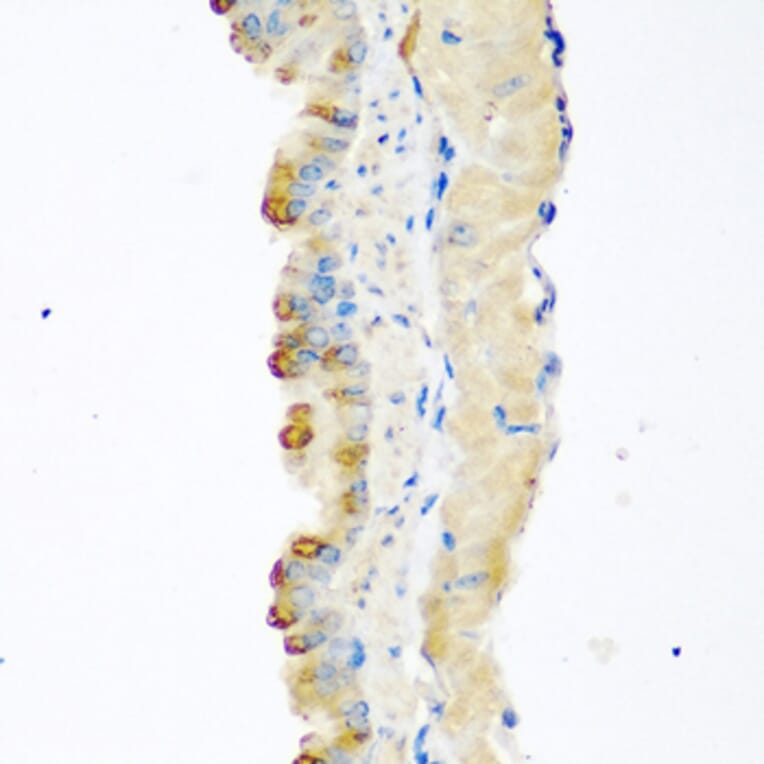 Immunohistochemistry - Anti-GDF8/Myostatin Antibody (A15425) - Antibodies.com