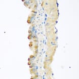 Immunohistochemistry - Anti-GDF8/Myostatin Antibody (A15425) - Antibodies.com