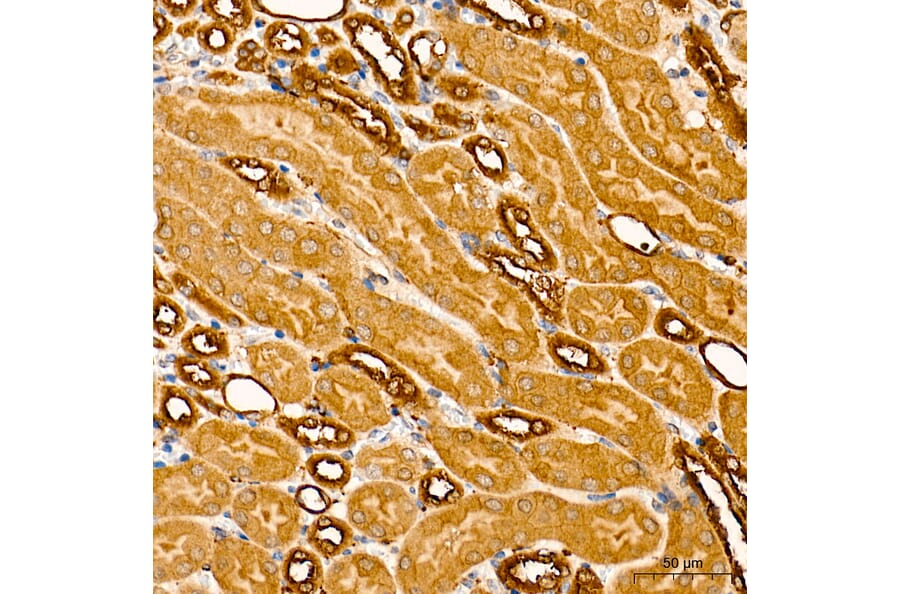 Immunohistochemistry - Anti-GPI Antibody (A15427) - Antibodies.com